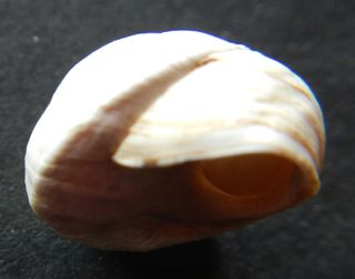 Sphincterochila proveniente da Gerusalemme